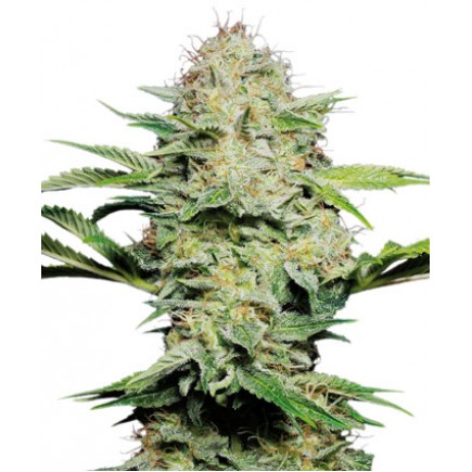 Sensi Skunk Auto